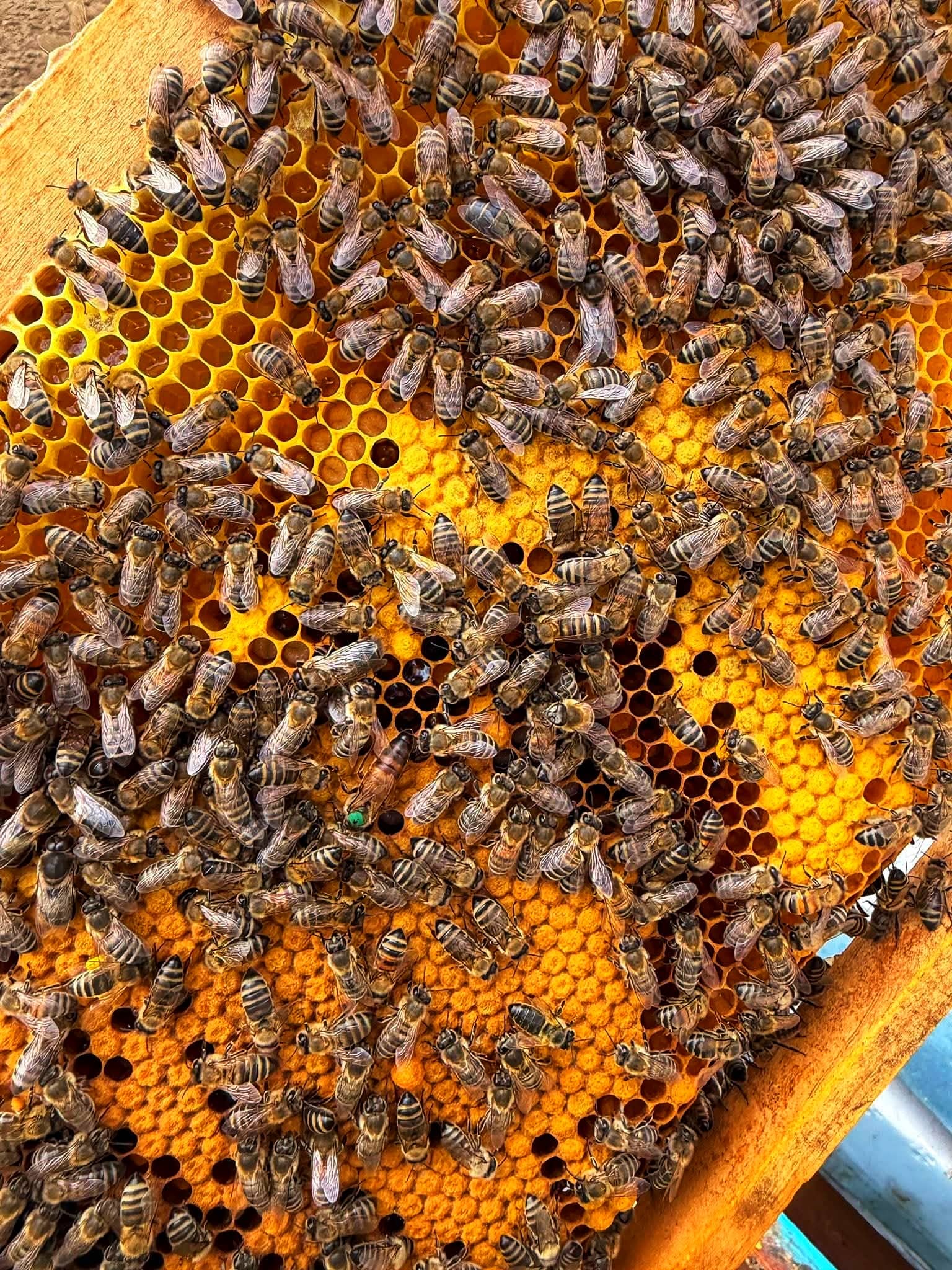 Bletaria Mjalt Bio, kosheret e bletëve në natërë, Leshnicë e Epërme