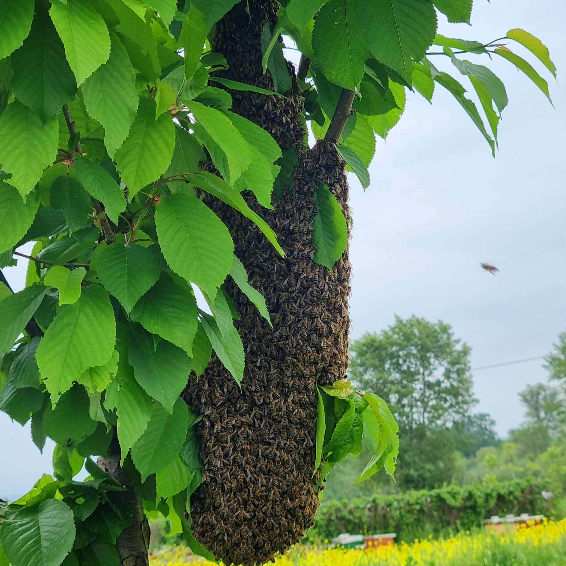 Familje bletësh në natyrë, rajoni i Zhelinës Tetovë — mjalt natyral