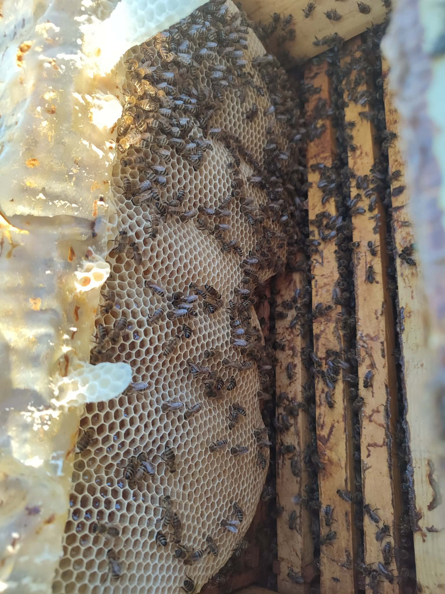 Koshere bletësh e hapur, mjalt bio natyral, Bletaria Leshnicë e Epërme